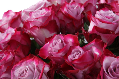 Букет 41 роза Дип Перпл