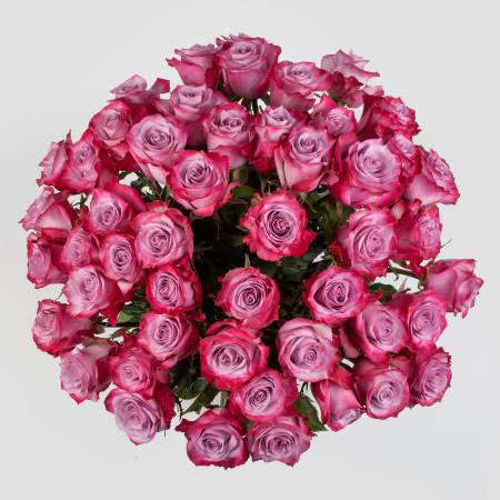 Букет 51 роза Дип Перпл (Эквадор), 60 см