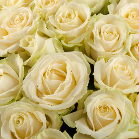 Букет из 75 роз Восторг любви