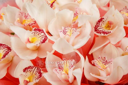 Букет из орхидей Ванильное мороженое