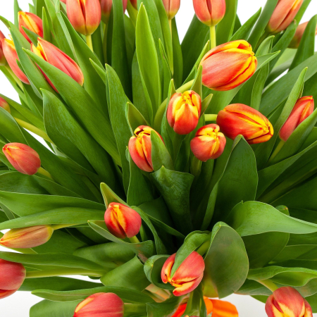 Букет 51 тюльпана Рыжее солнышко