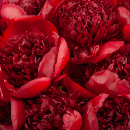 Букет 11 пионов Страстный порыв