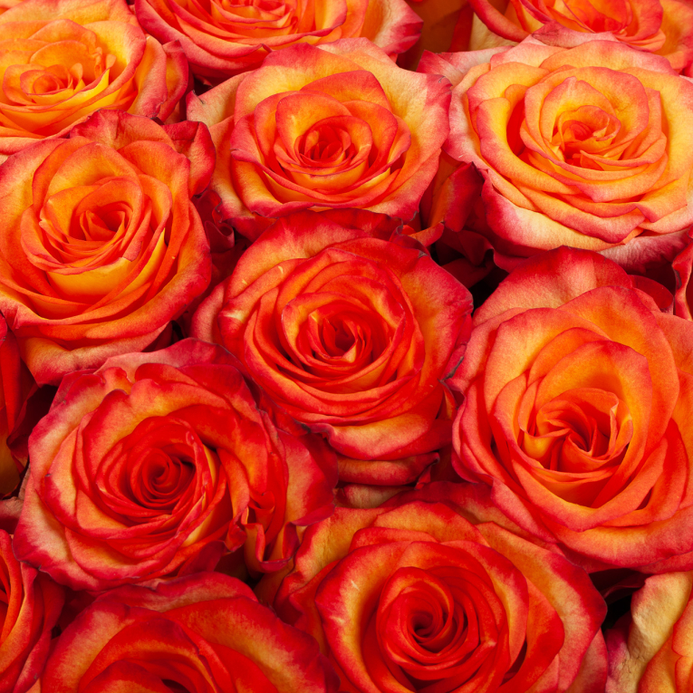 Букет 75 роз Хай Мэджик (Эквадор), 60 см