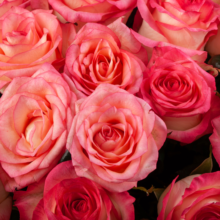 Букет из 75 роз Розовая лагуна