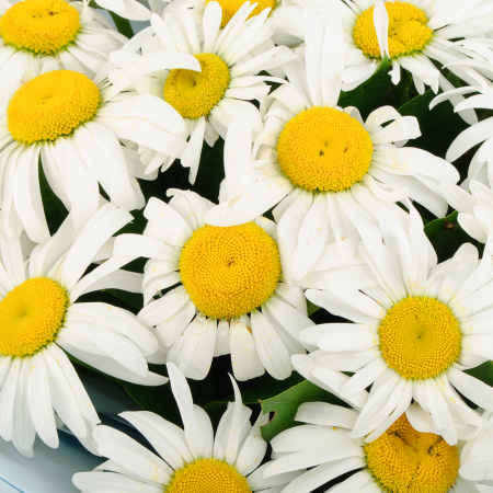Букет ромашек Солнечное счастье