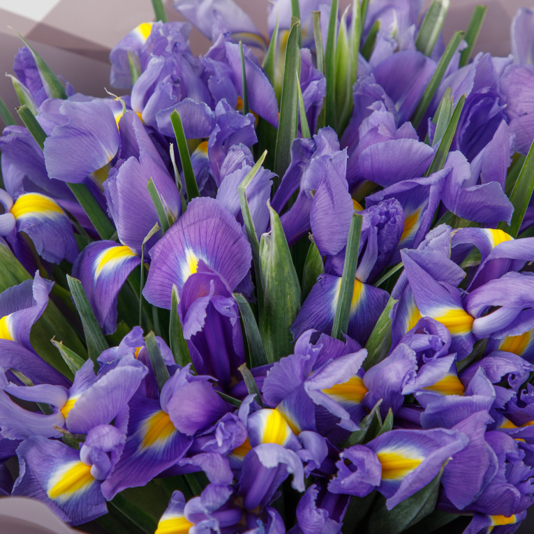Букет из ирисов Пруд Мальвины