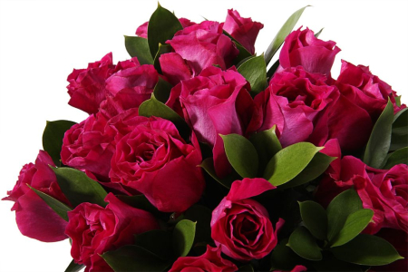 Букет 25 роз Мами Блю в шляпной коробке