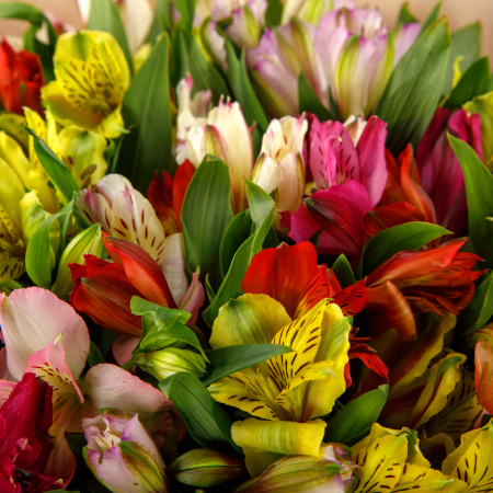 Букет Затерянный мир (21 альстромерия)