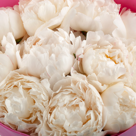 Букет из 11 пионов Песня ангела