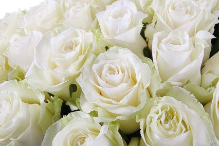 Букет 51 роза Мондиаль