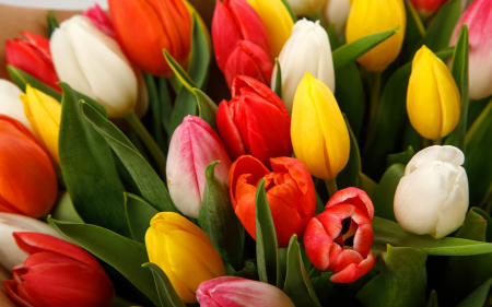 Букет из 51 тюльпана Апрель