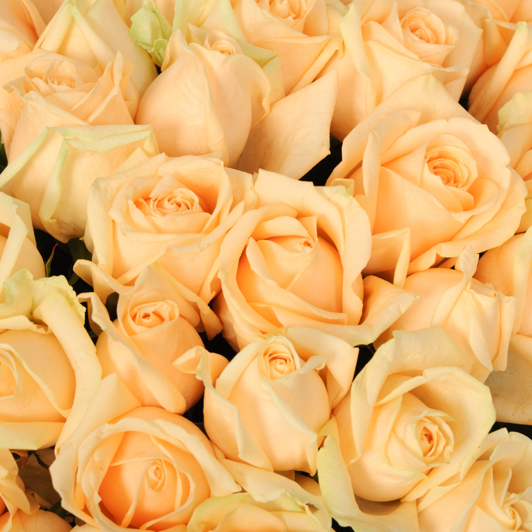 Букет 75 роз Пич Аваланш