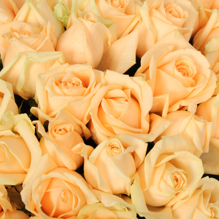 Букет 75 роз Пич Аваланш