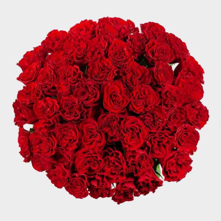 Букет 51 роз Хартс (Эквадор), 60 см