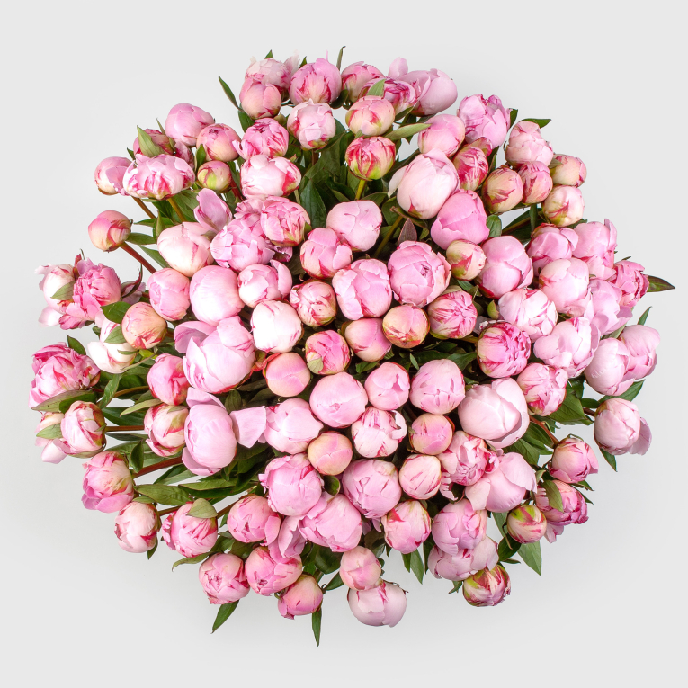 Букет из пионов 101 мгновение любви