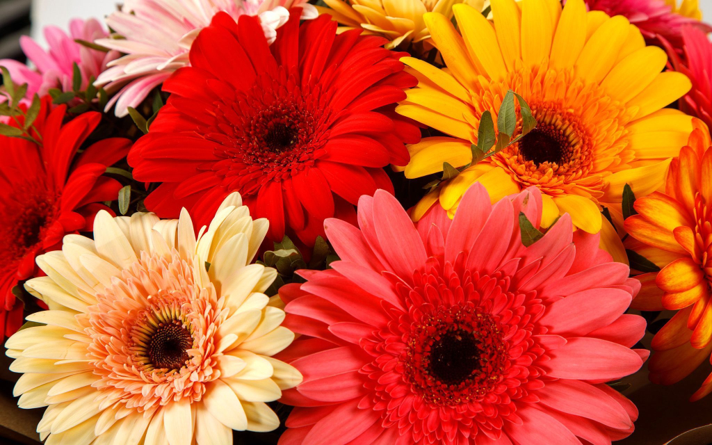 Букет из 15 гербер Маленькие радости