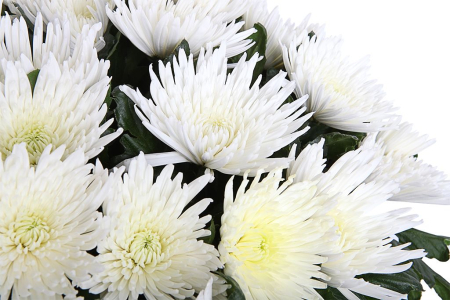 Букет 51 хризантема Сингл