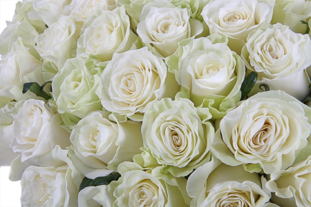 Букет 101 роза Мондиаль в шляпной коробке