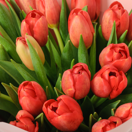 Букет 25 красных тюльпанов