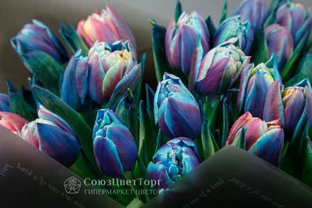 Букет из 25 тюльпанов Галактика
