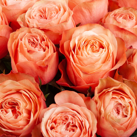 Букет 25 роз Кахала (Эквадор), 50 см