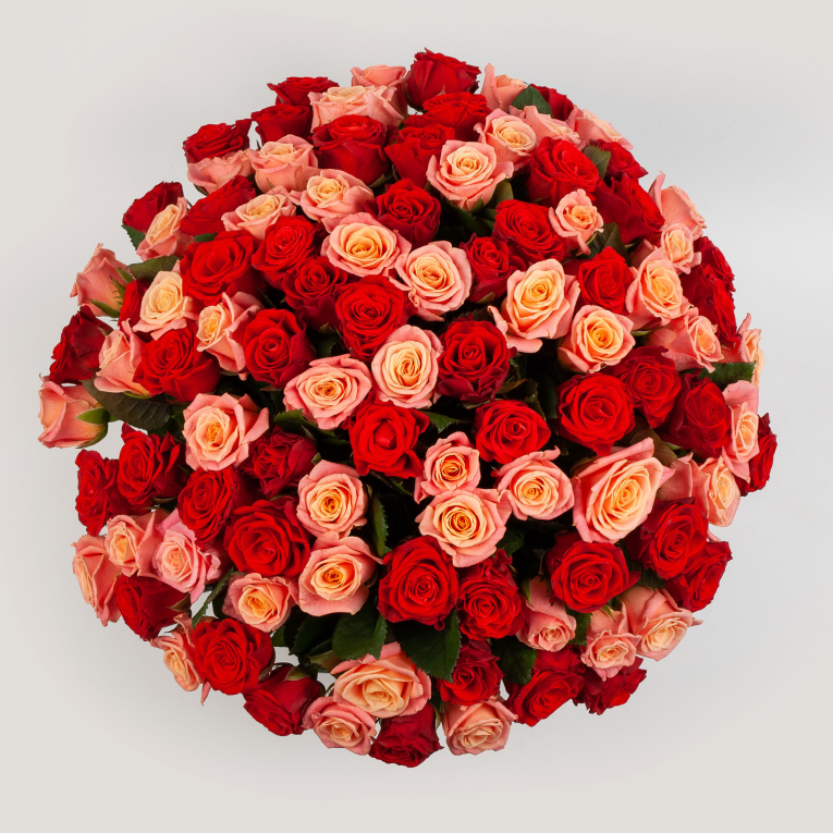 Букет из 101 розы Румянец зари