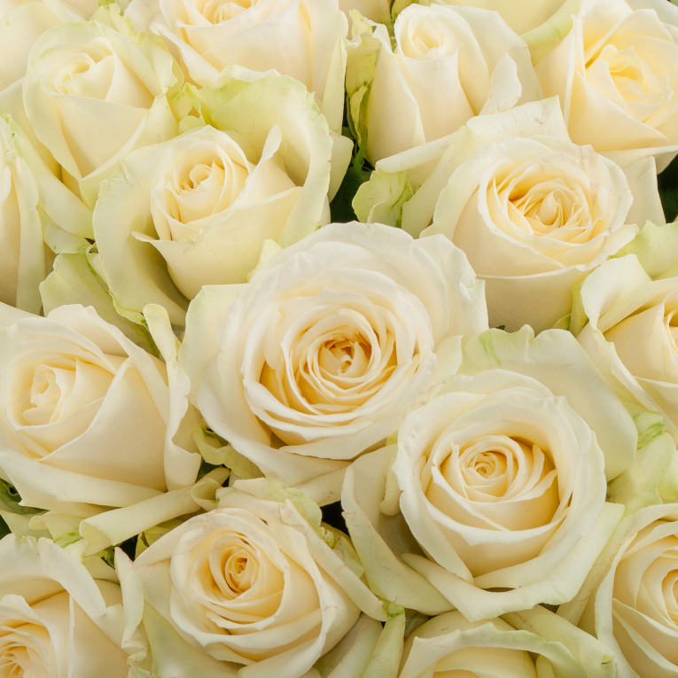 Букет 101 роза Аваланш (40 см)