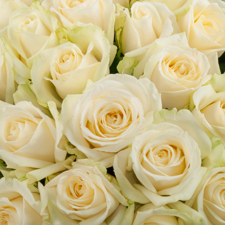 Букет 101 роза Аваланш (40 см)