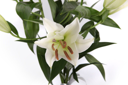 Букет 3 лилии Белая красавица