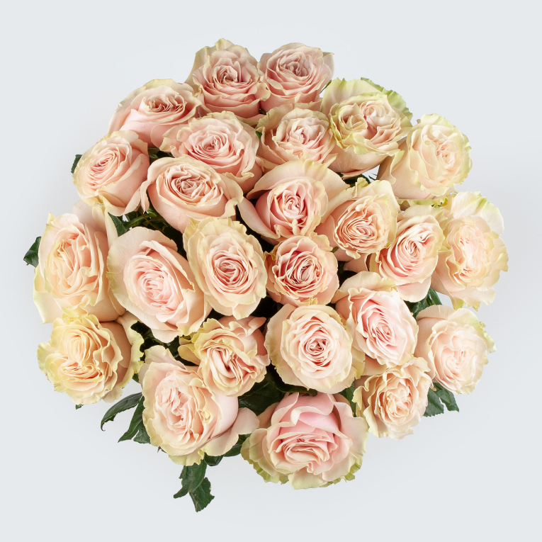 Букет 25 роз Пинк Мондиаль (Эквадор), 70 см