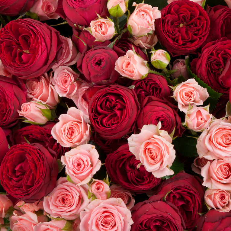 Букет из 101 розы Поцелуй рыцаря