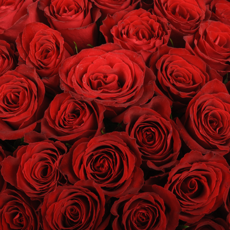 Букет из 101 розы Красный цвет страсти