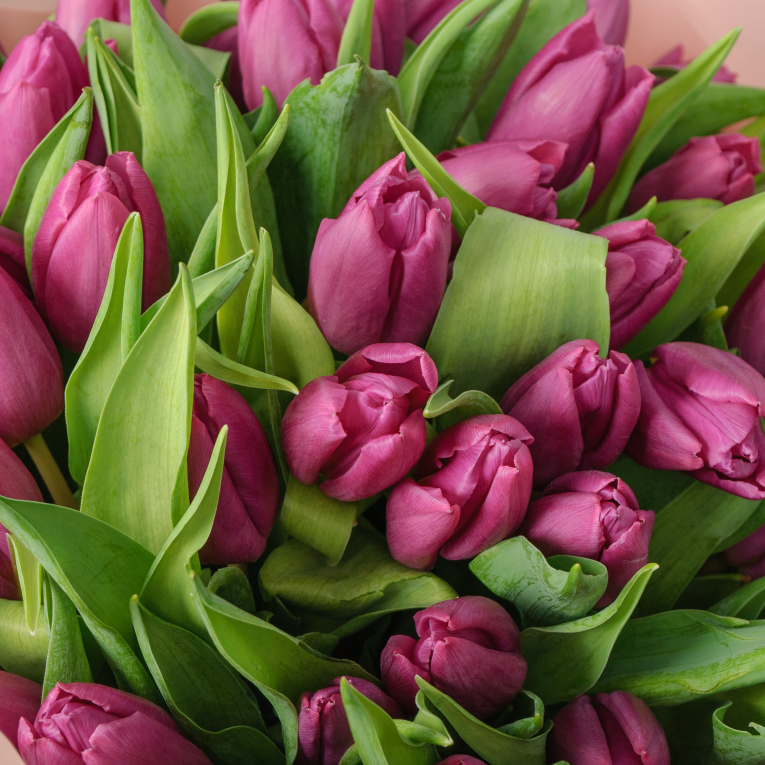 Букет 51 фиолетовый тюльпан