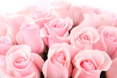 Букет 35 роз Титаник