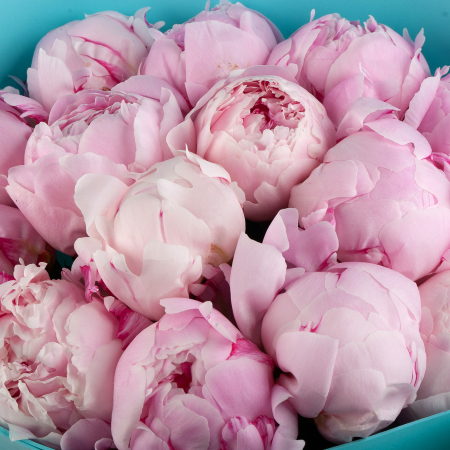 Букет из 15 пионов Светлые чувства