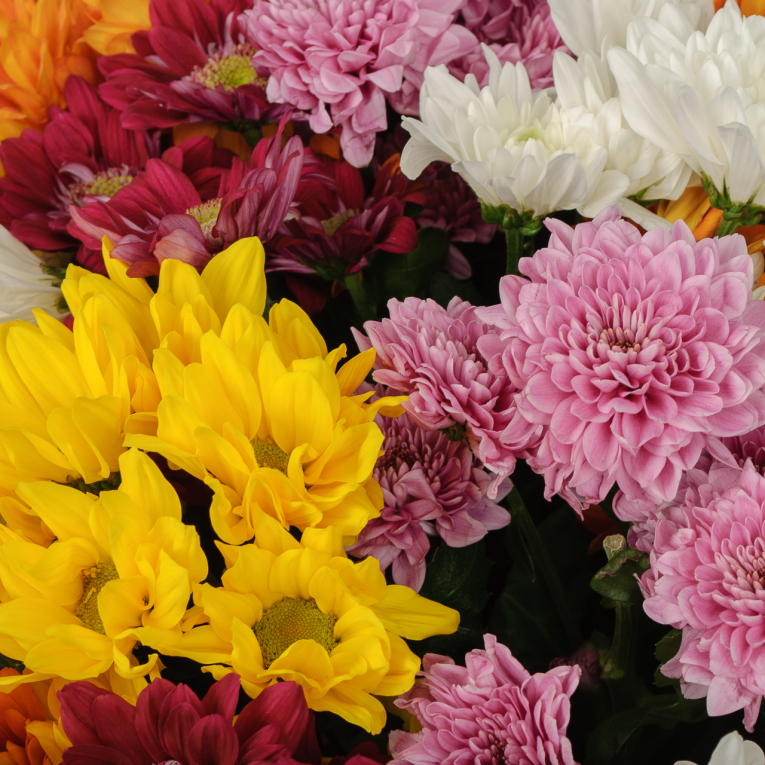Букет 35 кустовых хризантем микс