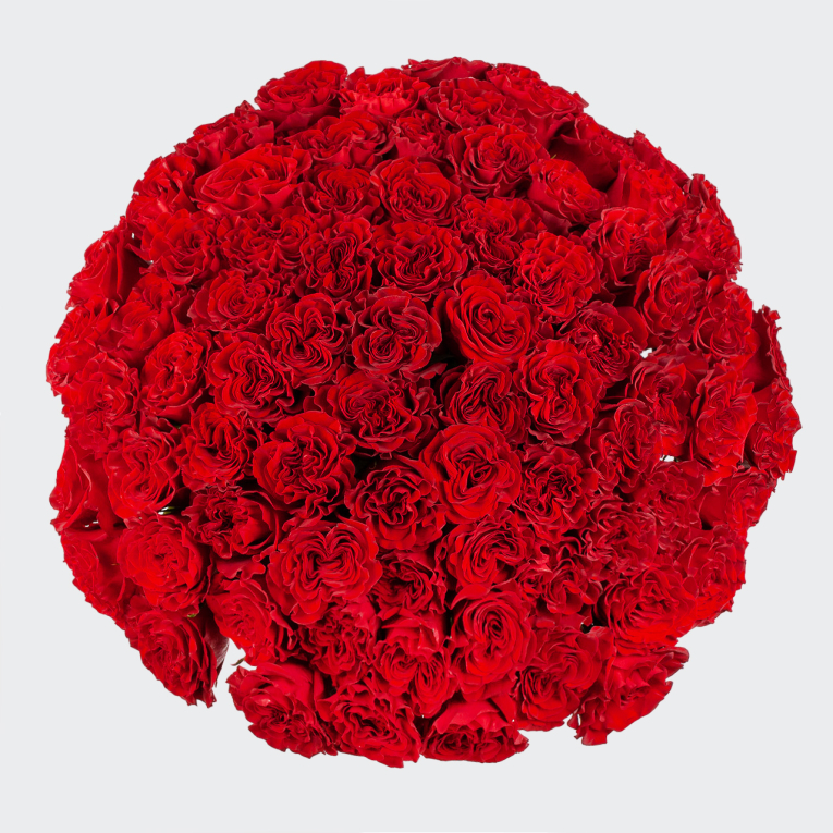 Букет 75 роз Хартс (Эквадор), 60 см