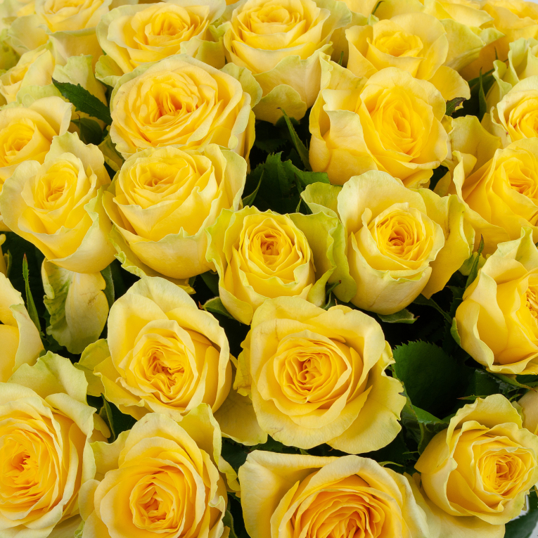 Букет Ламбада (51 желтая роза)
