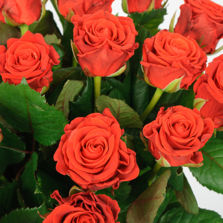 Букет из 21 розы Эль Торо