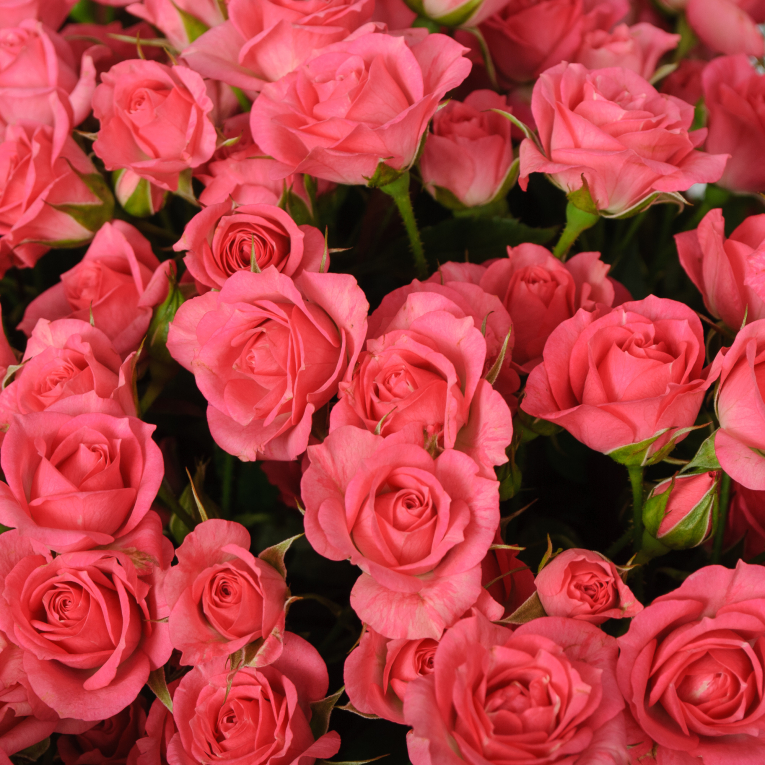 Букет 35 кустовых роз Лидия (50 см)