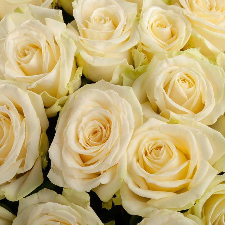 Букет из 51 розы Восторг любви