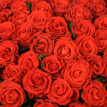 Букет из 101 розы Эль Торо