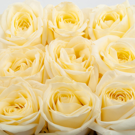 Розы в коробке Кремовый поцелуй