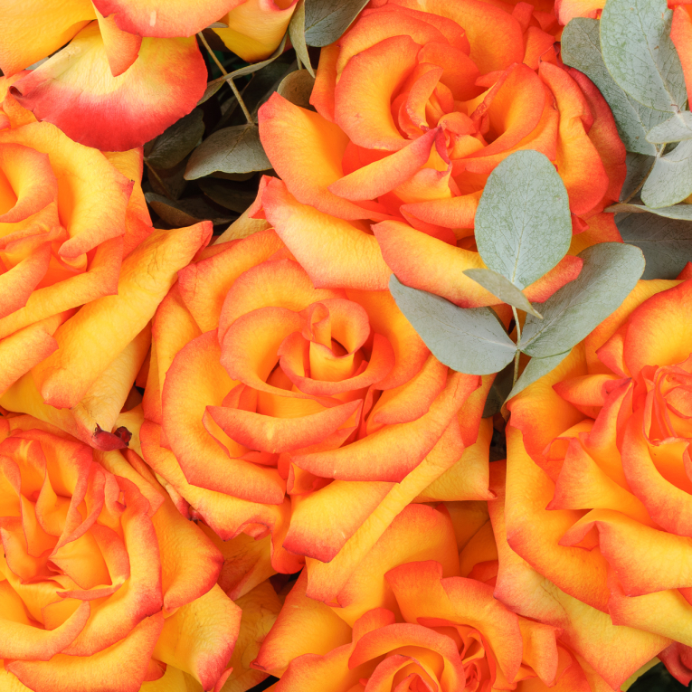 Букет из 15 роз Искры страсти