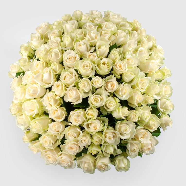 Букет 101 роза Аваланш 60/70 см + Десерт в ПОДАРОК!