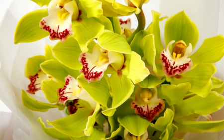 Букет из лимонной орхидеи Тропиканка