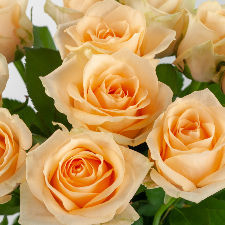 Букет 11 роз Нежное дыхание