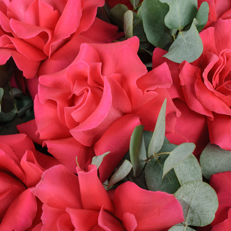 Букет из 15 малиновых роз Вечерняя серенада