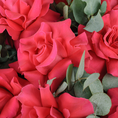 Букет из 15 малиновых роз Вечерняя серенада