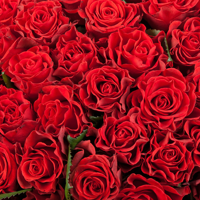 Букет из 151 розы Роковая страсть